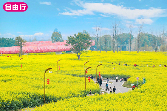 花季九寨8日｜自由行．熊貓樂園、都江堰油菜花、龍泉驛桃花、郫縣海棠花